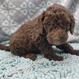 Poodle Puppies from Heather Niemotka