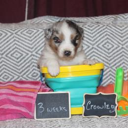 Crowley - Blue merle male Australian Shepherd puppy in Massachusetts from Knauer Australian Shepherds