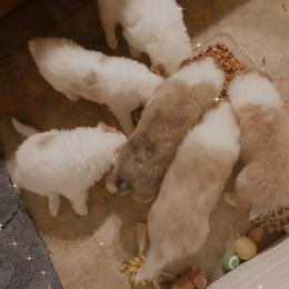 Collie Puppies from Dove Creek Collies