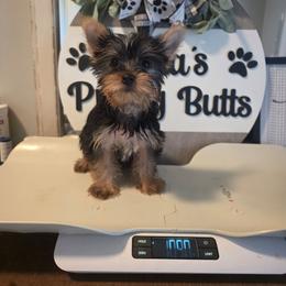 Lexi 3350 - Black and gold female Yorkshire Terrier puppy in Clermont, Florida from Bella's Prissy Butts