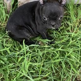 Boston Terrier, Companion Cross, and French Bulldog Puppies from High Plains French Bulldogs,Boston Terriers and Frenchtons.
