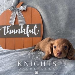 Chip 3,800 - Dapple male Dachshund puppy in Brandon, Florida from Knights Dachshunds