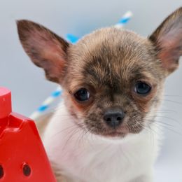 Elroy - Blue and tan male Chihuahua puppy in Raleigh, North Carolina from Fiddlefigg Chihuahuas