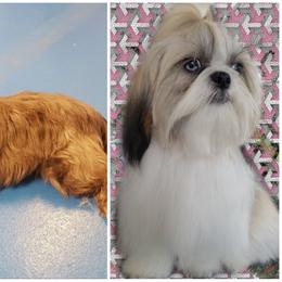 Shih Tzu puppies from Sweetz Kennelz