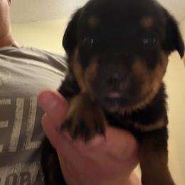 Pink girl - Black and mahogany female Rottweiler puppy in Colorado Springs, Colorado from Von Locher Rotties