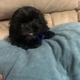 Shih Tzu Puppies from Liz Shih Tzu Cuties
