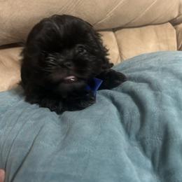 Shih Tzu Puppies from Liz Shih Tzu Cuties