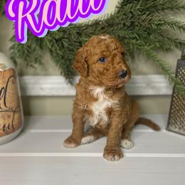 Raitt - Red  female Goldendoodle puppy in Anniston, Alabama from Mason Farmhouse Poodles, Doodles & Poos (Breeding & Stud Services)