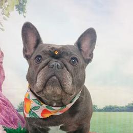 Miss Phoebe - French Bulldog