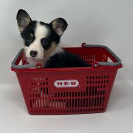Stormy - Black and tan female Pembroke Welsh Corgi puppy in Waco, Texas from The Comma Corgis