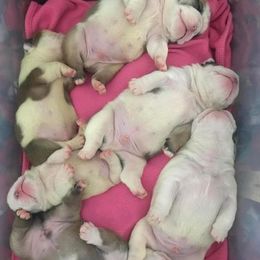 Bulldog Puppies from Tammy Cairns' Bulldogs