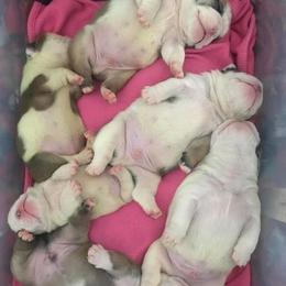Bulldog Puppies from Tammy Cairns' Bulldogs