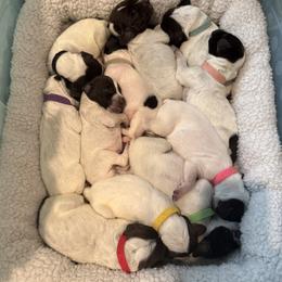 German Shorthaired Pointer Puppies from Lipan Creek German Shorthaired Pointers