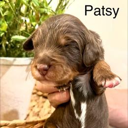 Patsy Cline - Tri-color female Bernedoodle puppy in Draper, Utah from Salt City Farm