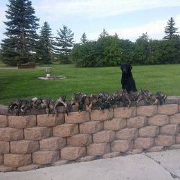 Chesapeake Bay Retriever and Labrador Retriever All Grown Up from Big Sioux Retrievers