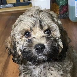 Cockapoos from Puppie Poos 4 U