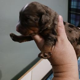 Orange Girl - Phantom female Bernedoodle puppy in Kimberly, Idaho from Wizardwood Doodles