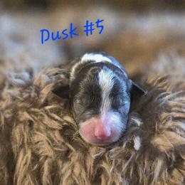 Dusk 5 - Red tri-color male Aussiedoodle puppy in Redding, California from House Merrills Minis and Doodles