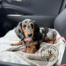 Saylor - Dachshund