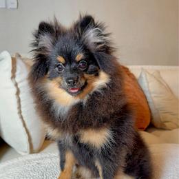 Bo-Peep Full CKC - Black and tan female Pomeranian puppy in Hampton, Virginia from Hearts Of Love