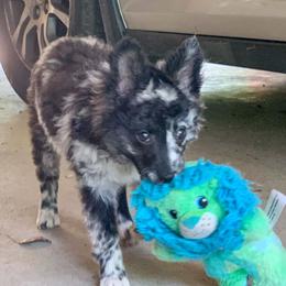 Sprout - Black merle female Mudi puppy in Raeford, North Carolina from Wodan Kennels