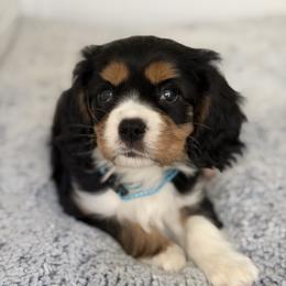 Han - Tri-color male Cavalier King Charles Spaniel puppy in Fontana, California from Magical Cavaliers