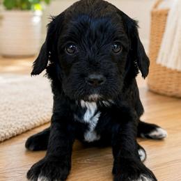 Lucy - Black female Cavapoo puppy in Yuciapa, California from AlltheDoodlez_
