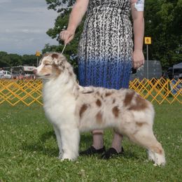 Australian Shepherds from ChaHar's Australian Shepherds