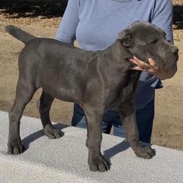Grigia - Gray female Cane Corso puppy in Dayton, Oregon from BlackStar Cane Corso