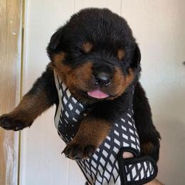Lil Oxana - Black and mahogany female Rottweiler puppy in Salt Lake City, Utah from Snubnose Rottweilers LLC