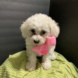 Bichon Frise and Shichon Puppies from Rose Cottage Bichons