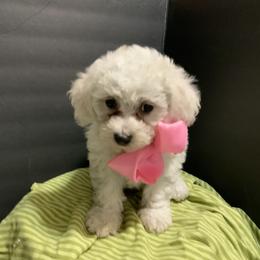 Bichon Frise and Shichon Puppies from Rose Cottage Bichons
