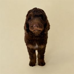 Teddy - Phantom male Goldendoodle puppy in Glendale, Arizona from CocoLove Doodles