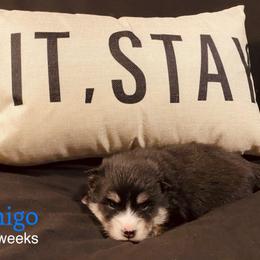 Inigo - Tri-color male Pomsky puppy in Winston, Oregon from Arctic Tails Spitz