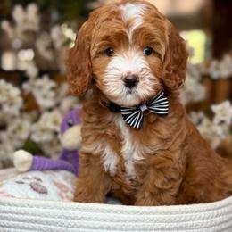 Finn- black collar - Red  male Goldendoodle puppy in Yuciapa, California from AlltheDoodlez_