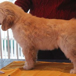 Golden Retriever Puppies from Kim Kelley