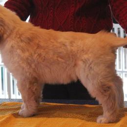 Golden Retriever Puppies from Kim Kelley