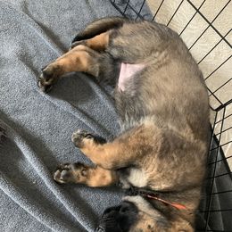 German Shepherd Puppies from Stephanie hoffman german shepherds