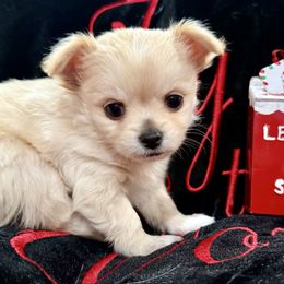 Jolly - Fawn and white male Chihuahua puppy in Oklahoma City, Oklahoma from Savvy Chihuahuas of Oklahoma