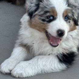 Australian Shepherd Puppies from Copper Sky Aussies of the Cental Coast