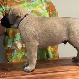Mastiff Puppies from Showstoppers Mastiffs