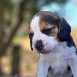 Girl 3 - Black tan and white female Beagle puppy in Napavine, Washington from StormyDaze Labradors & Beagles