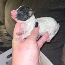 Parti boy - Parti male Poodle puppy in Hickory Grove, South Carolina from Oopsie Doodles