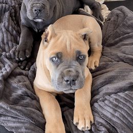 Cane Corso Puppies from Maestoso Cane Corso
