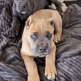 Cane Corso Puppies from Maestoso Cane Corso