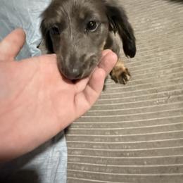 Donna - Gray (blue) and tan female Dachshund puppy in Mountain Home, Arkansas from Furry Friends Kennel