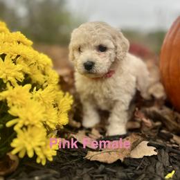 Pink Female - Cream female Aussiedoodle puppy in Woodbury, Connecticut from Crabtree Farm Doodles