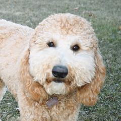Hazel - Double Doodle
