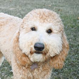 Hazel - Double Doodle