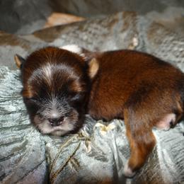 AKC TEDDY - Red gold male Lhasa Apso puppy in Fort Washington, Maryland from GyanGanj Lhasa Apso